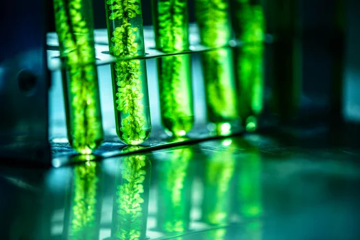 Algae Production