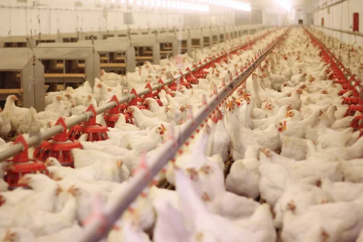 Poultry