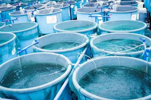 Fishery